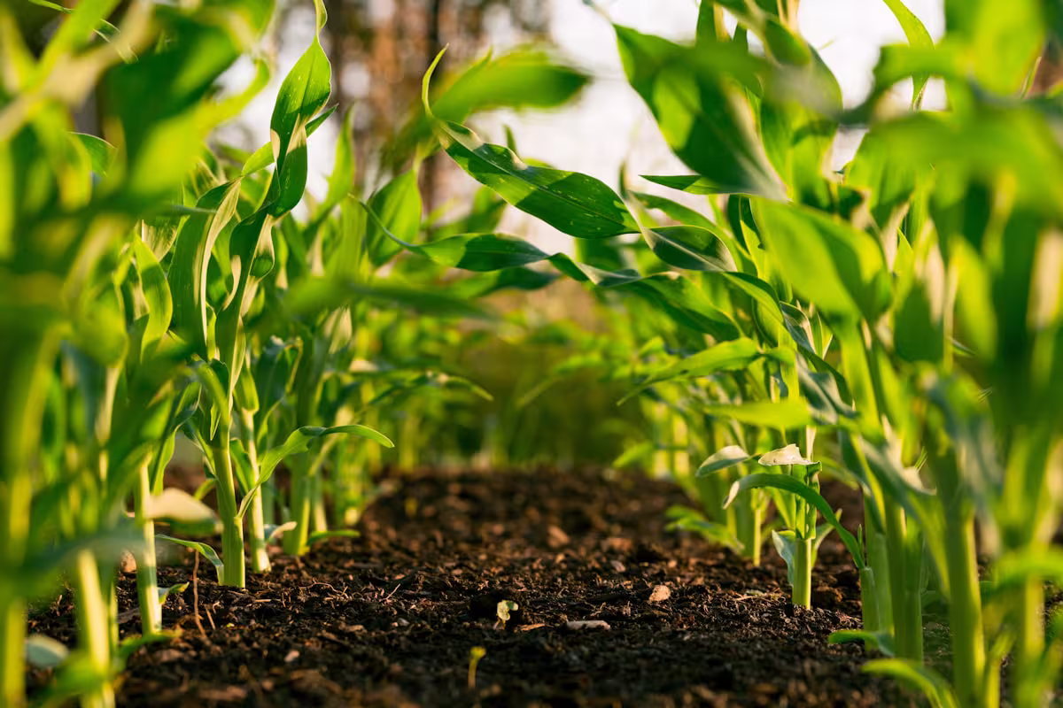 Precision Agriculture Platform screenshot